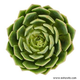 Echeveria