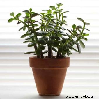 Plantas de jade