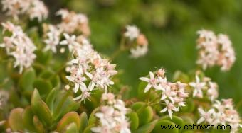 Plantas de jade