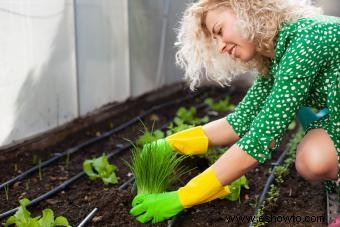 Datos y consejos sobre el cebollino para cultivar el suyo propio 