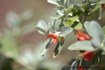 Variedades de germander para plantar en su jardín 