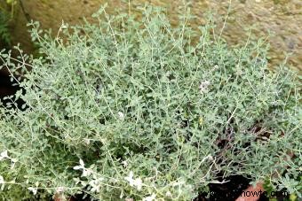 Variedades de germander para plantar en su jardín 