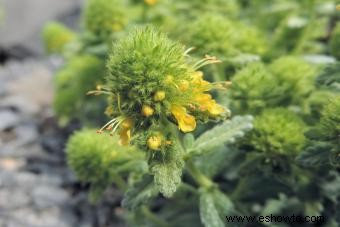 Variedades de germander para plantar en su jardín 