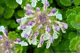 Variedades de germander para plantar en su jardín 