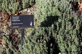 Variedades de germander para plantar en su jardín 