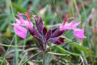 Variedades de germander para plantar en su jardín 