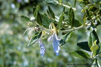 Variedades de germander para plantar en su jardín 