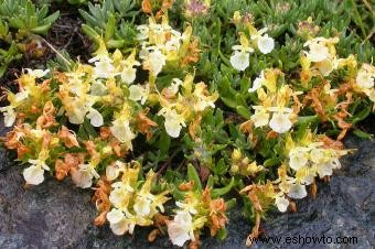 Variedades de germander para plantar en su jardín 