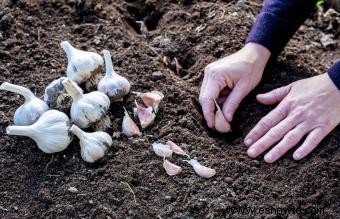 Cómo plantar, cultivar y cosechar ajo en casa 