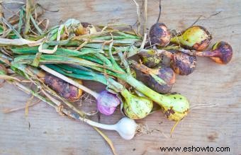 Cómo plantar, cultivar y cosechar ajo en casa 