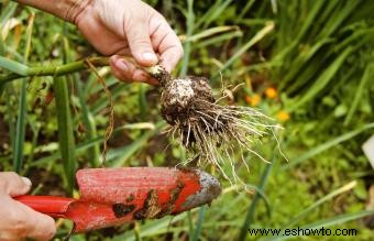 Cómo plantar, cultivar y cosechar ajo en casa 