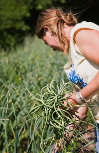 Cómo plantar, cultivar y cosechar ajo en casa 