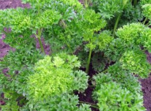 Perejil (Petroselinum crispum): Guía Completa de Cultivo, Cuidados y Usos Culinarios