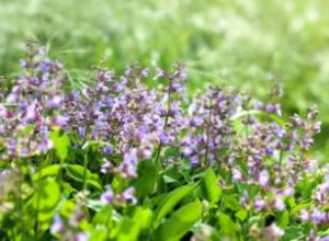 Guía experta para trasplantar plántulas de salvia: Propagación y cuidados esenciales