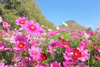 Flores de nacimiento de octubre:descubre el colorido caléndula y el cosmos 