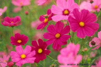 Flores de nacimiento de octubre:descubre el colorido caléndula y el cosmos 