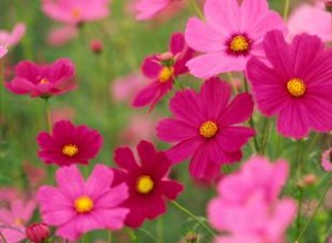 Flores de nacimiento de octubre:descubre el colorido caléndula y el cosmos 