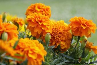 Flores de nacimiento de octubre:descubre el colorido caléndula y el cosmos 