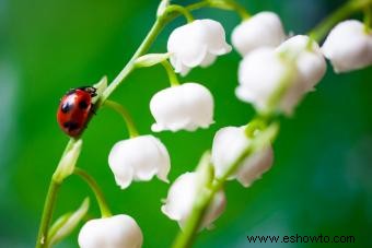 Flores de nacimiento de mayo:una mirada al lirio de los valles y al espino 