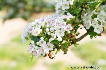 Flores de nacimiento de mayo:una mirada al lirio de los valles y al espino 