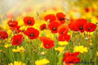 Flores de nacimiento de agosto:exploración de gladiolos y amapolas brillantes 