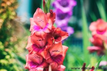 Flores de nacimiento de agosto:exploración de gladiolos y amapolas brillantes 