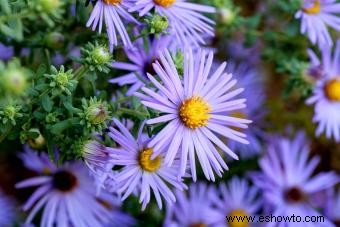 Flores de nacimiento de septiembre:Aster vibrante y Morning Glory 