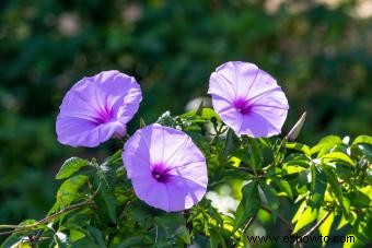 Flores de nacimiento de septiembre:Aster vibrante y Morning Glory 