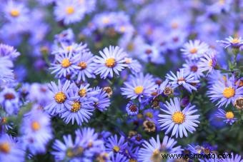 Flores de nacimiento de septiembre:Aster vibrante y Morning Glory 