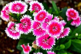 11 flores que huelen mejor para un aroma fragante en tu jardín 