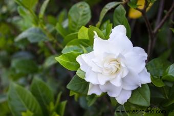 11 flores que huelen mejor para un aroma fragante en tu jardín 