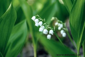 11 flores que huelen mejor para un aroma fragante en tu jardín 