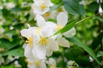 11 flores que huelen mejor para un aroma fragante en tu jardín 