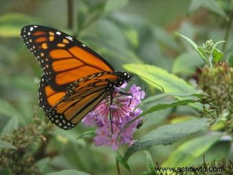 Plan de jardín de mariposas 