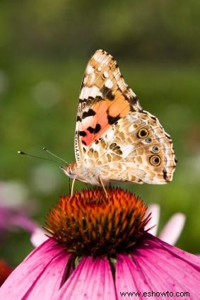 Plan de jardín de mariposas 