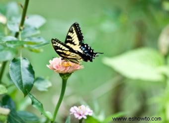 Plan de jardín de mariposas 