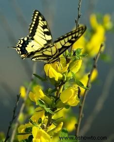 Elegir plantas para un jardín de mariposas 