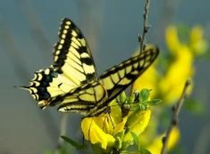 Guía Experta: Plantas Ideales para Crear un Jardín de Mariposas