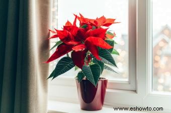 Flores de nacimiento de diciembre:narciso llamativo, poinsettia y acebo 