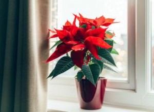 Flores de nacimiento de diciembre: narciso, nochebuena y acebo