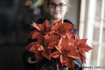 Flores de nacimiento de diciembre:narciso llamativo, poinsettia y acebo 