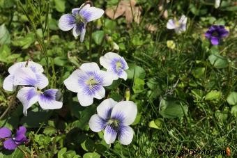 Flores de nacimiento de febrero:significados de violeta, iris y prímula 