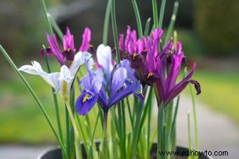 Flores de nacimiento de febrero:significados de violeta, iris y prímula 