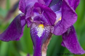 Flores de nacimiento de febrero:significados de violeta, iris y prímula 