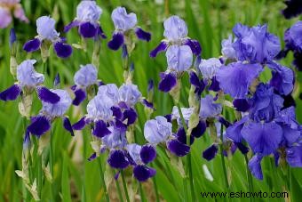 Flores de nacimiento de febrero:significados de violeta, iris y prímula 