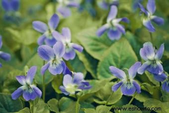 Flores de nacimiento de febrero:significados de violeta, iris y prímula 