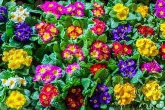 Flores de nacimiento de febrero:significados de violeta, iris y prímula 