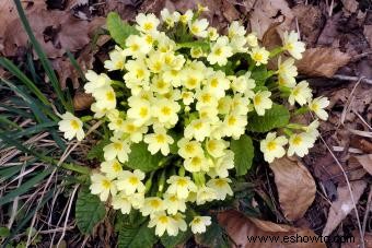 Flores de nacimiento de febrero:significados de violeta, iris y prímula 