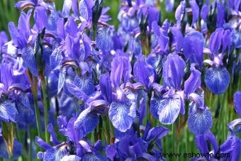 Flores de nacimiento de febrero:significados de violeta, iris y prímula 