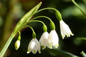 Flores de nacimiento de enero:simbolismo del clavel y campanilla blanca